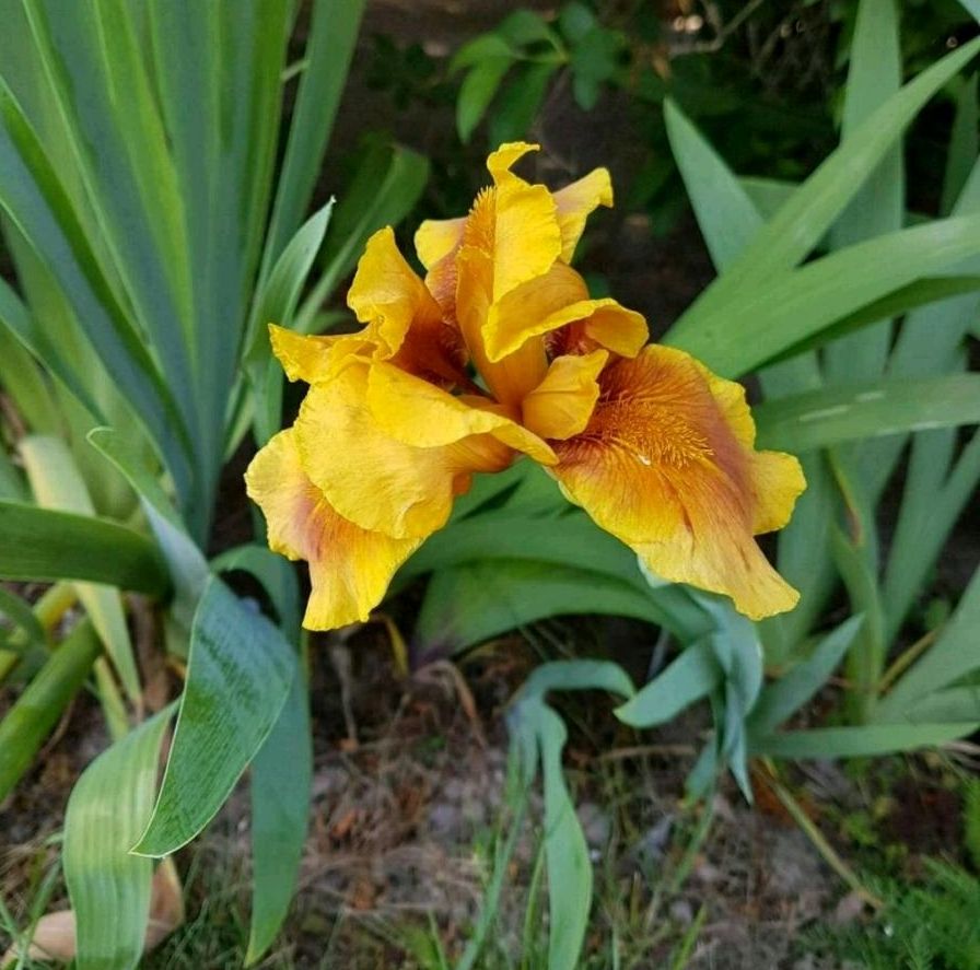 Mehr als 15 Sorten Schwertlilien Iris teilweise auch als Samen in Leipzig
