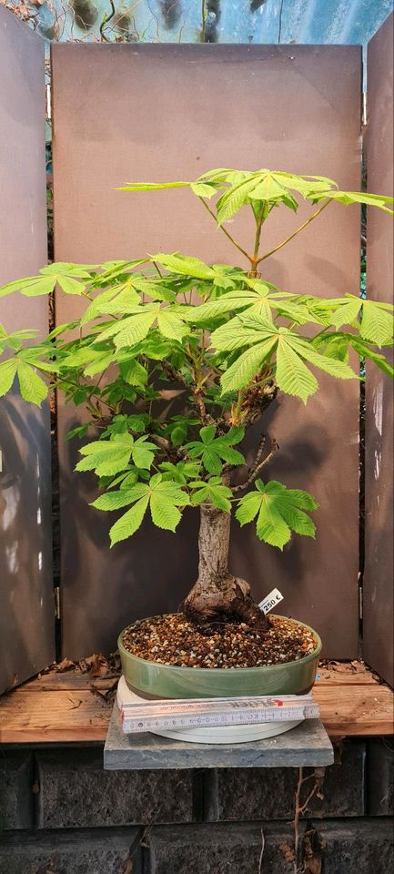 Verschiedene Rosskastanien ( Aesculus ) Bonsai ab 25 € - 250 € in Langgöns