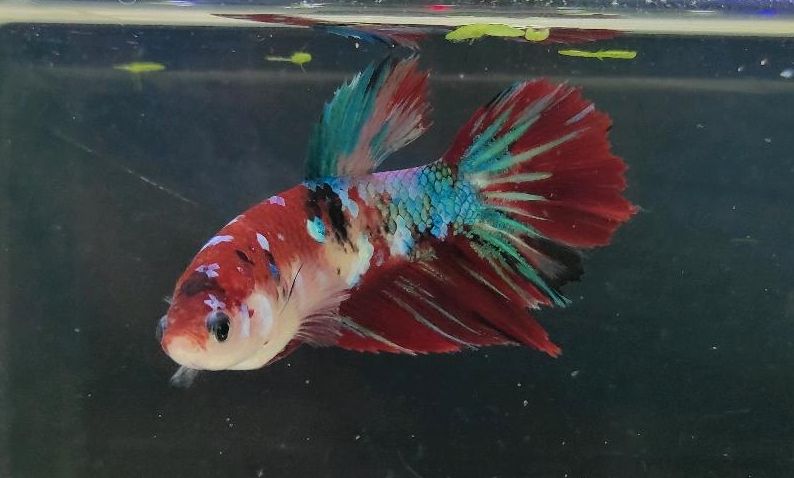 Betta Splendens / Kampffisch / Red Koi Galaxy Halfmoon Weibchen in Brück