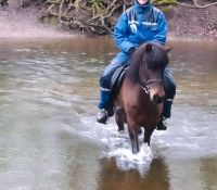 Reitbeteiligungsfrau für Islandpferd gesucht Schleswig-Holstein - Trittau Vorschau