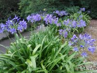 Schmucklilien - Agapanthus Bayern - Bamberg Vorschau