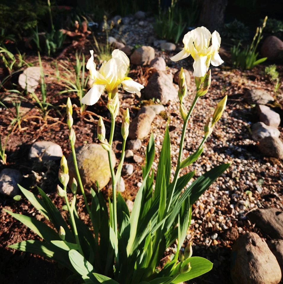 Viele verschiedene Pflanzen aus meinem Garten in Bernau