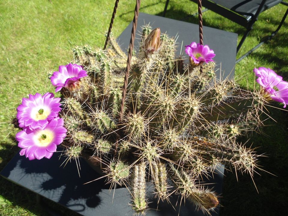 Echinocereus pentalophus var. procumbens 12jährig in Höxter