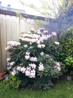 Rhododendron  zu verkaufen Nordrhein-Westfalen - Lippstadt Vorschau