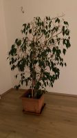 Baum (Ficus benjamina), „Benjamini“ abholen bis 31.5.! Bayern - Fürth Vorschau