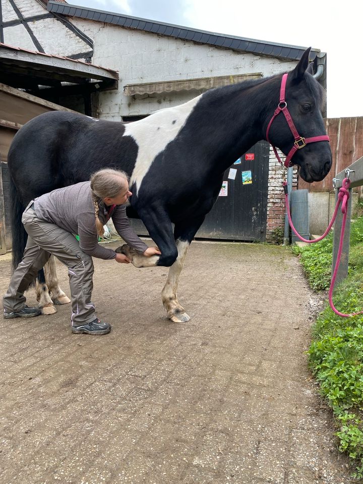 Osteopathie für Pferde/Ponys in Halver