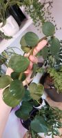 Peperomia tetraphylla hope Ableger Zimmer-Hänge-pflanzen Bielefeld - Senne Vorschau