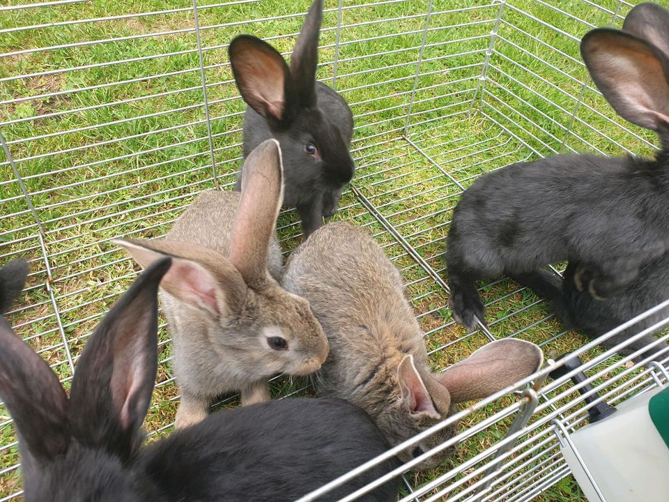 Deutsche Riesen Häschen zu verkaufen in Waldfriede bei Birkenfeld