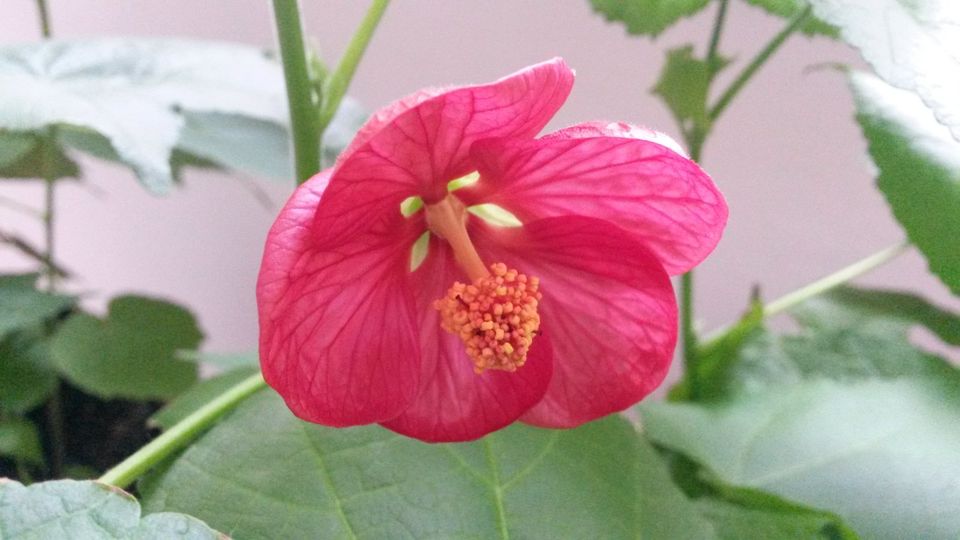 Abutilon, Schönmalve in Leipzig