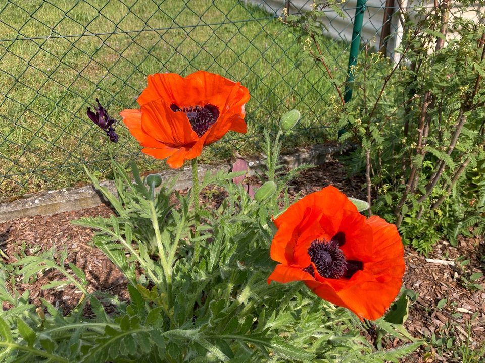 Türkischer Mohn rot winterharte Staude in Fürstenwalde (Spree)