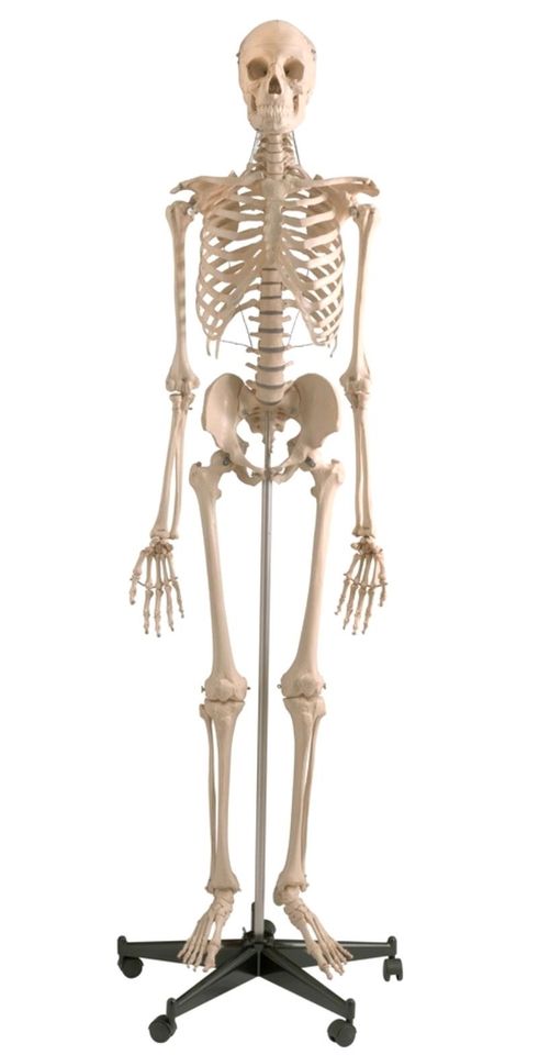NP 450€ Medizinisches Skelett Rüdiger Anatomie A200 in Bielefeld