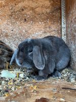 Minilop Männchen Kaninchen Nordrhein-Westfalen - Bünde Vorschau