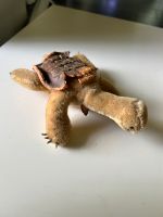 Steiff Schildkröte sehr alt Schleswig-Holstein - Schmalfeld Vorschau