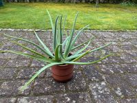 Aloe Pflanze Kiel - Melsdorf Vorschau