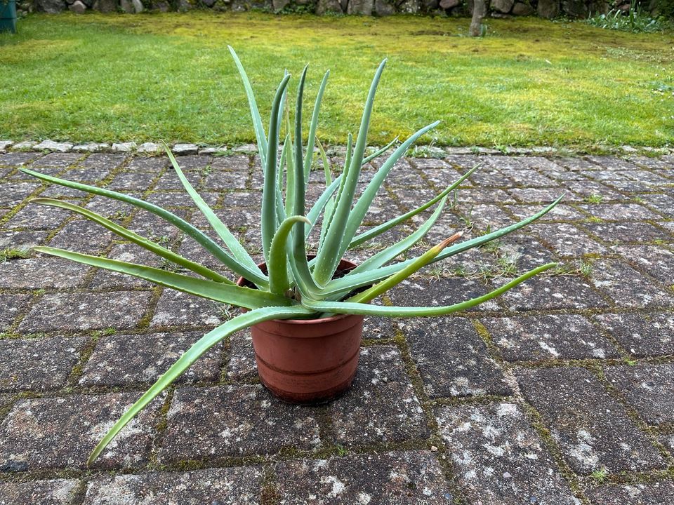 Aloe Pflanze in Kiel