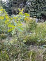 Eiche Baum für Garten oder Park Sachsen - Pirna Vorschau