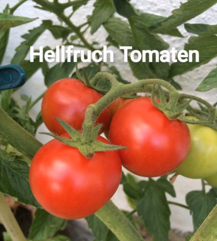 Bio Gemüse Pflanzen verschiedene Tomaten Gemüse in Essen