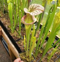 Sarracenia Sämling GM#9 / Fleischfressende Pflanzen Kranivoren Baden-Württemberg - Nußloch Vorschau