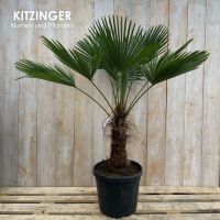 Winterharte Hanfpalme/Trachycarpus fortunei/160-170 cm hoch Hessen - Rodenbach Vorschau