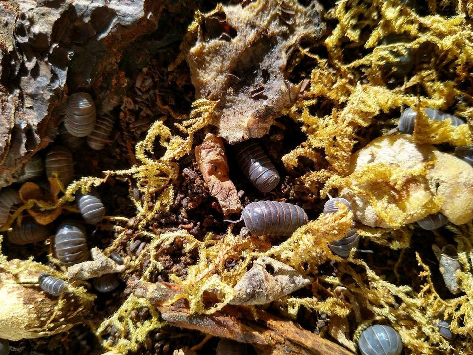 Rollassel Armadillo officinalis 'Mallorca' in Tübingen