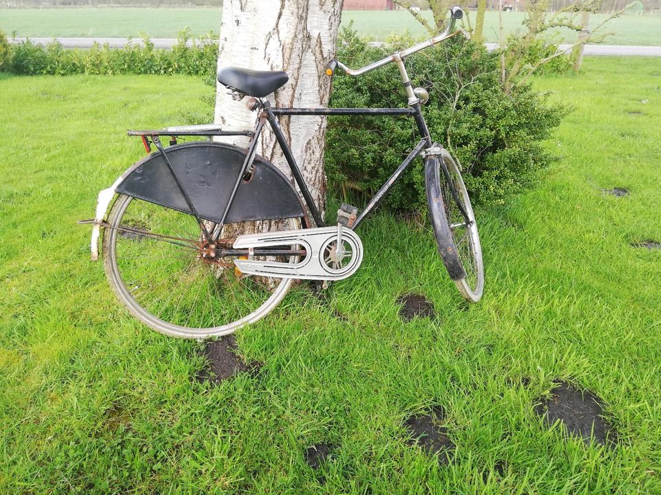 Hollandrad Melkrad Gazelle Garten deko Herrenfahrrad in Aurich