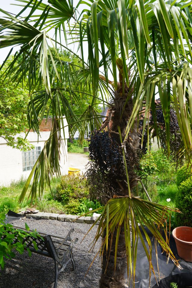 Hanfpalme Trachycarpus. Sämlinge und Samen in Weinstadt