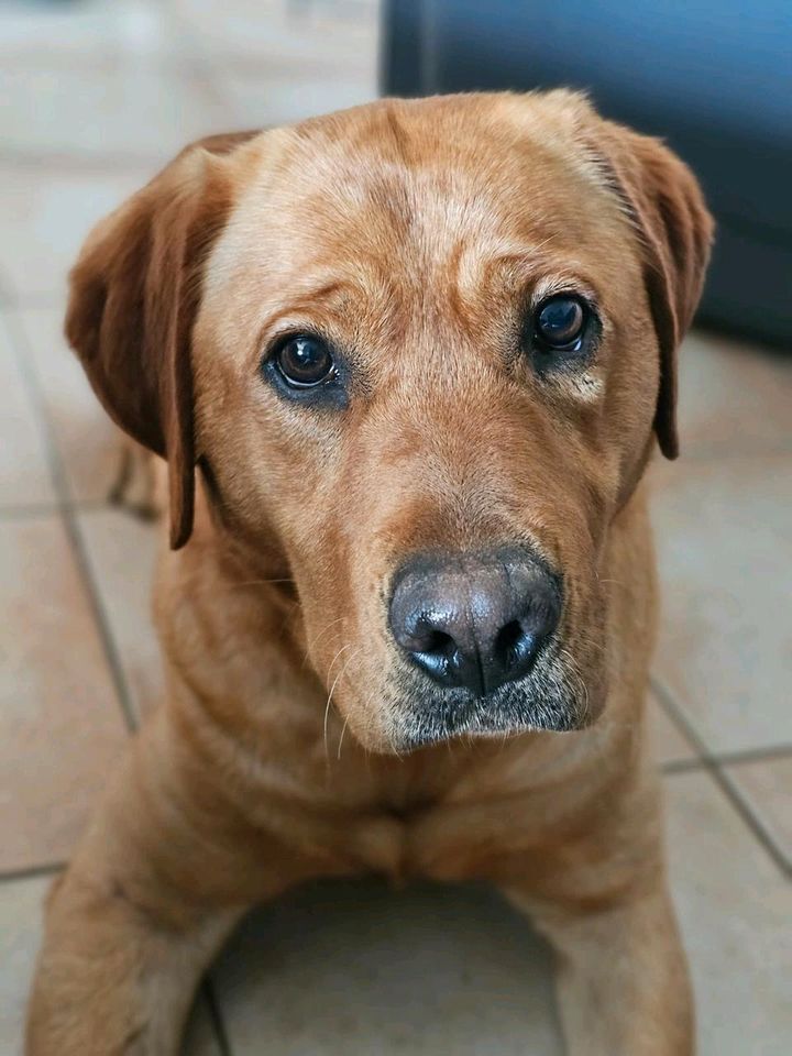 SANDY Redfox Labrador Hündin Tierschutz Hund in Rosbach (v d Höhe)