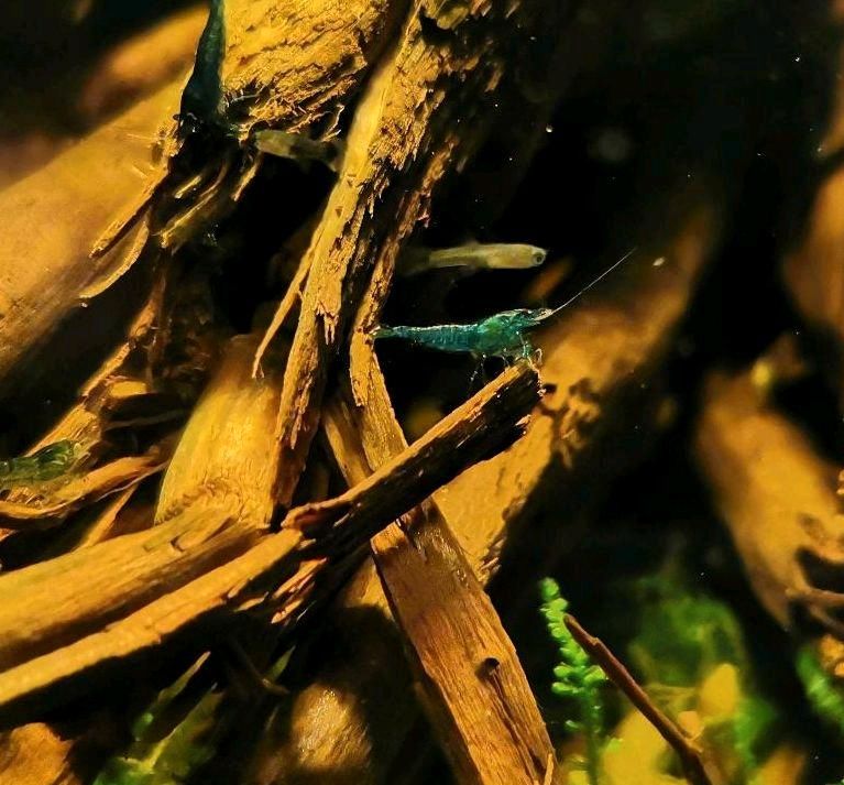 Blaue Garnelen besondere Farbformen Neocaridina Davidi in Wolfsburg