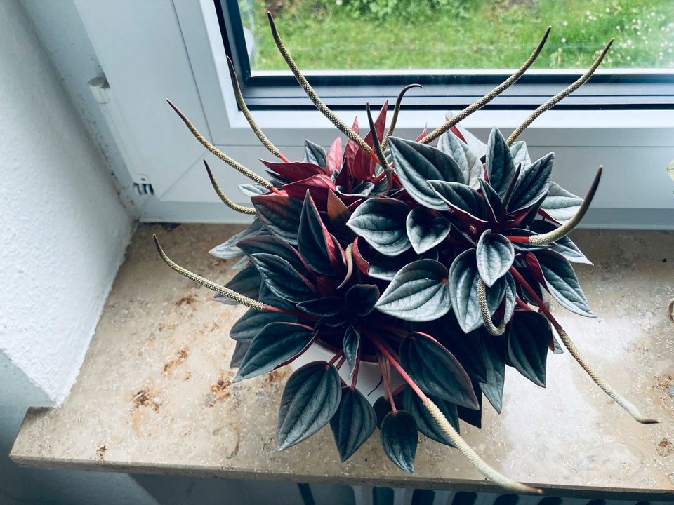 Zimmer Pflanze- peperomia Rosso 6€ in Bad Wurzach