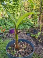 Schöne exotische Bananenpflanze für Terrasse oder Garten Brandenburg - Brandenburg an der Havel Vorschau