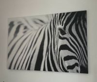 Zebra Bild Hessen - Biblis Vorschau