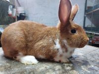 Kaninchen gedeckt Milda - Zimmritz Vorschau