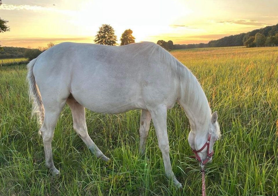 Bildschöner Cremello Reitpony x Quarter Horse sucht neues Zuhause in Märkisch Linden