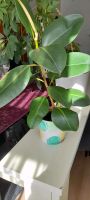 Ficus mit Vase Mitte - Wedding Vorschau