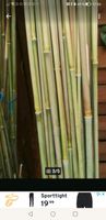130 Bambus Stäbe  Länge bis 1 m - 2,20 cm  Durchmesser ca 0,5 cm Niedersachsen - Esens Vorschau