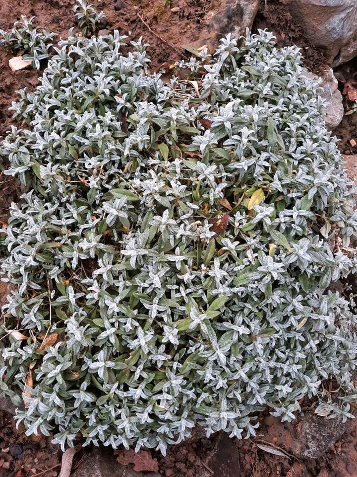 "Hornkraut" Bodendecker Pflanze Steingarten Garten; weiß silber in Laupheim