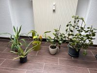 Zimmerpflanzen Köln - Immendorf Vorschau