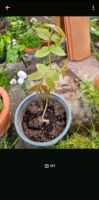 Walnuss Baum Schössling getopft  Ableger aus eigenem Garten Anbau Hessen - Hasselroth Vorschau