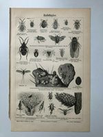 Halbflügler Wanzen Laus Insekten alt antik Druck Tafel Zeichnung Hessen - Kassel Vorschau