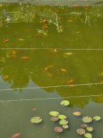 Goldfische aus Gartenteich abzugeben (Aurich-Brockzetel) Niedersachsen - Firrel Vorschau