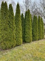 Thuja Smaragd, Lebensbaum, Koniferen, Zypresse, Hecke, Rheinland-Pfalz - Ellern (Hunsrück) Vorschau