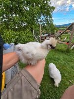 Zwergseiden Küken Bayern - Waldkirchen Vorschau