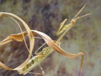 Gottesanbeterinnen - Empusa hedenborgii Bayern - Rednitzhembach Vorschau