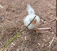 Serama-Die kleinste Hühnerrasse der Welt Niedersachsen - Nordstemmen Vorschau