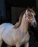 1 jährige Roan Stute Quarter Horse Brandenburg - Zernitz-Lohm Vorschau