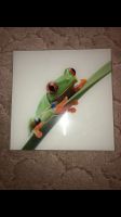 Frosch Glasbild Deko Wanddeko 30x30cm Brandenburg - Werder (Havel) Vorschau