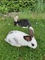 Riesenschecken kaninchen Nordrhein-Westfalen - Halver Vorschau