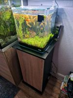 Dennerle Cube 30l Aquarium Aquascaping Eheim Fluval Garnelen Nordrhein-Westfalen - Büren Vorschau