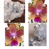 Edelstein Apophyllit Kristall Druse + Duft Orchidee Phalaenopsis Sachsen - Torgau Vorschau