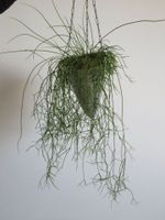 Rhipsalis Pflanze Zimmerpflanze Bayern - Hausen Oberfr. Vorschau